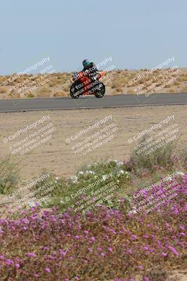 media/Mar-12-2023-SoCal Trackdays (Sun) [[d4c8249724]]/Turn 15 Inside Bloom (130pm)/